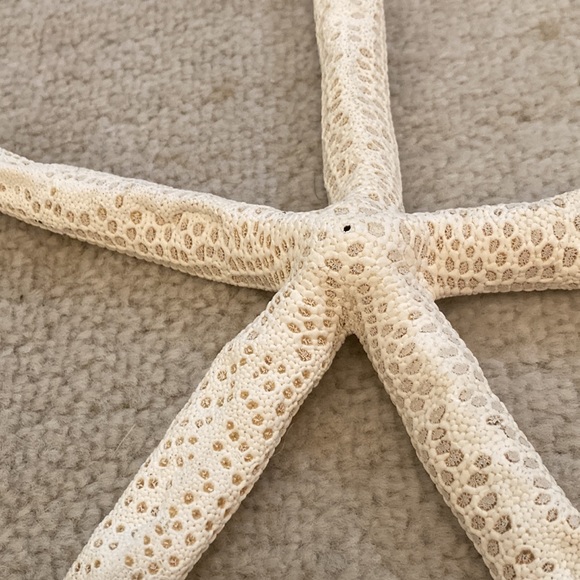 Natural starfish Christmas ornaments. All perfect ready for your coastal tree - Picture 3 of 8
